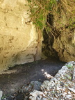 Foresta Corongia